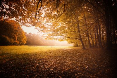 View of trees during sunset