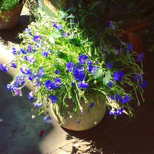 Close-up of purple flowers