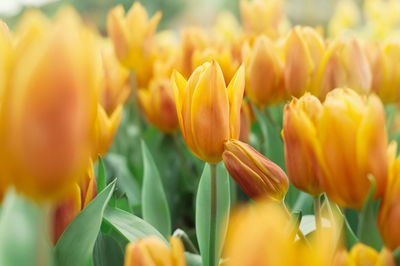 Close-up of yellow tulips on field