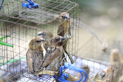 Close-up of birds perching in cage