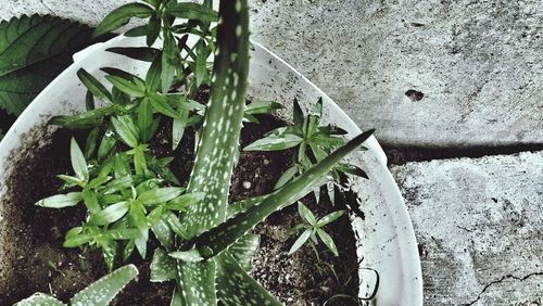 Plant growing on a wall