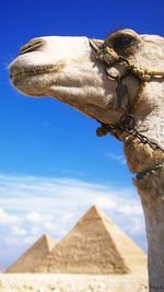 Low angle view of camel against sky with kheops pyramid in background