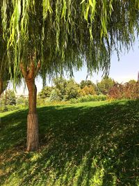 Trees on field against sky