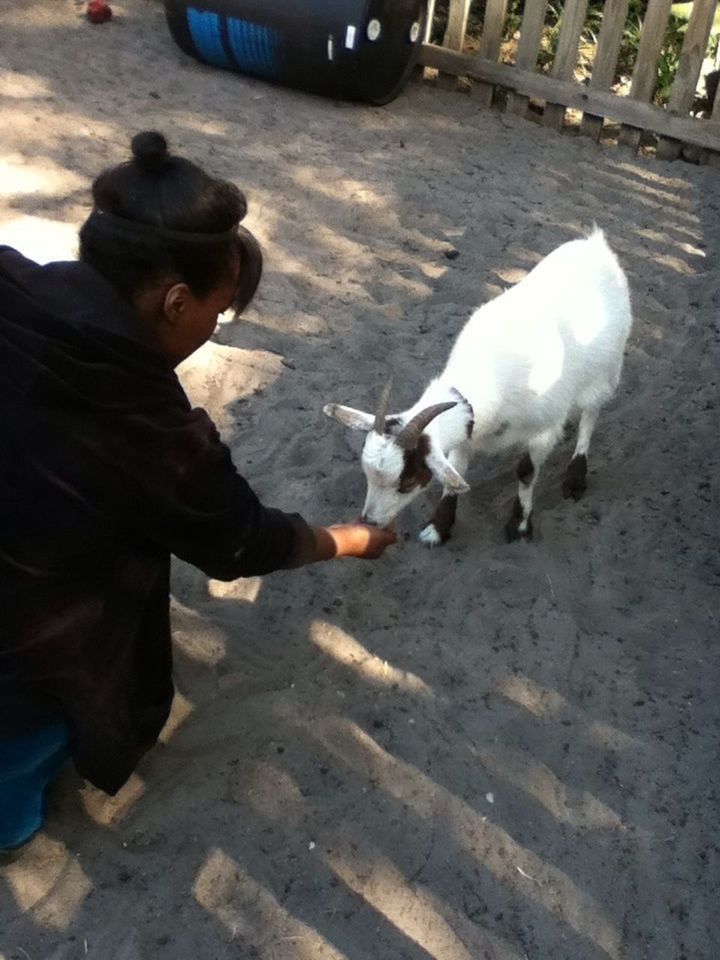 Feeding goat