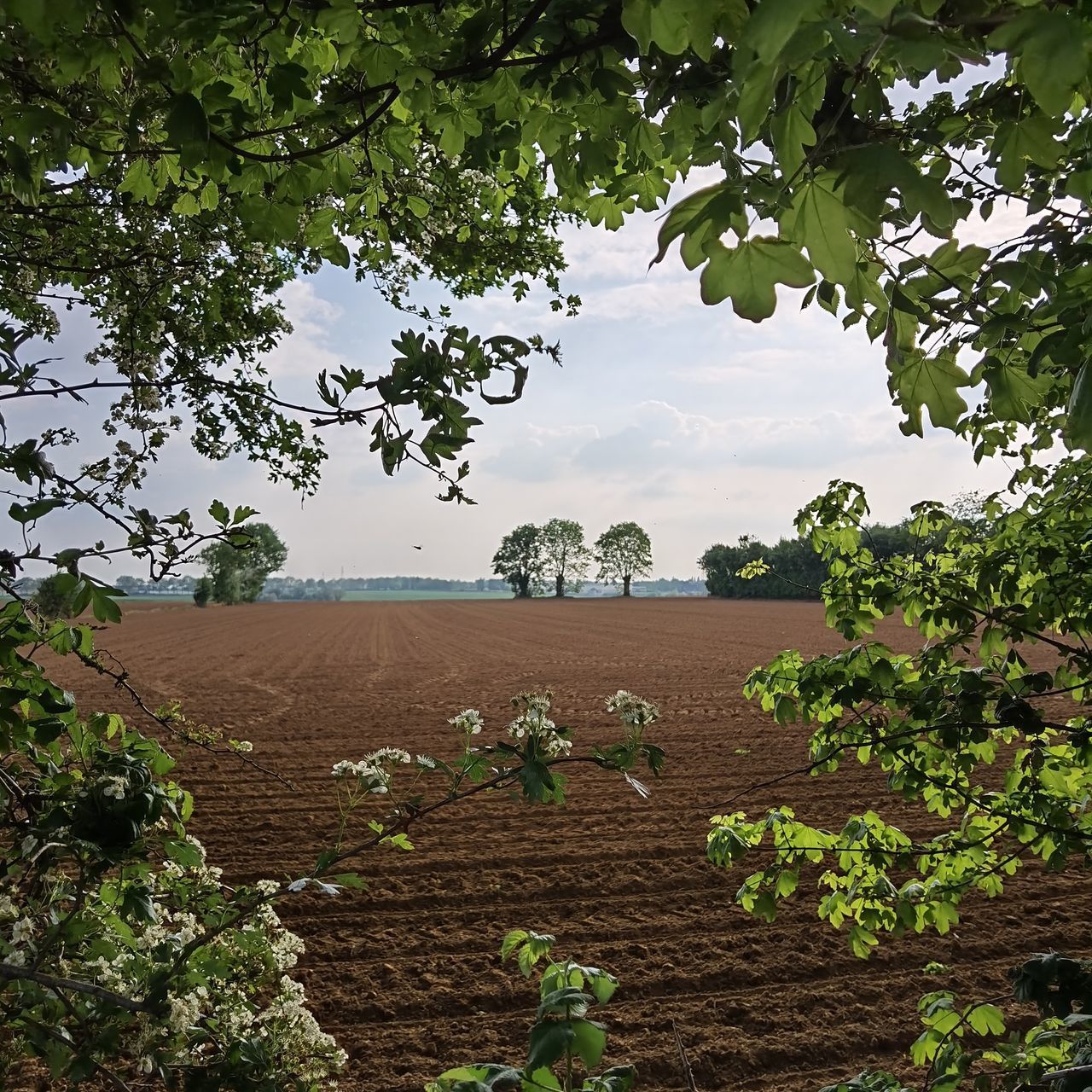 TREES AND PLANTS AGAINST SKY