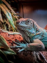 Close-up of lizard