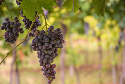 Close-up of grapes growing in vineyard
