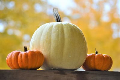 Close-up of pumpkins on table during autumn