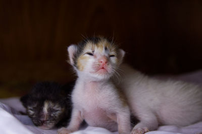 Close-up of kitten relaxing on bed