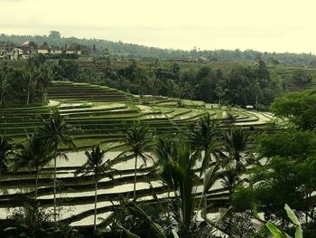 Scenic view of agricultural field against sky