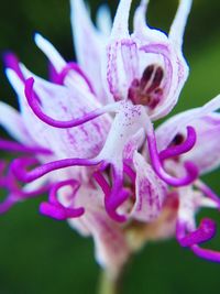 Close-up of pink flowers blooming outdoors
