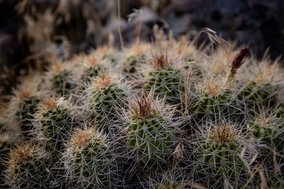 Desert cactus in utah 