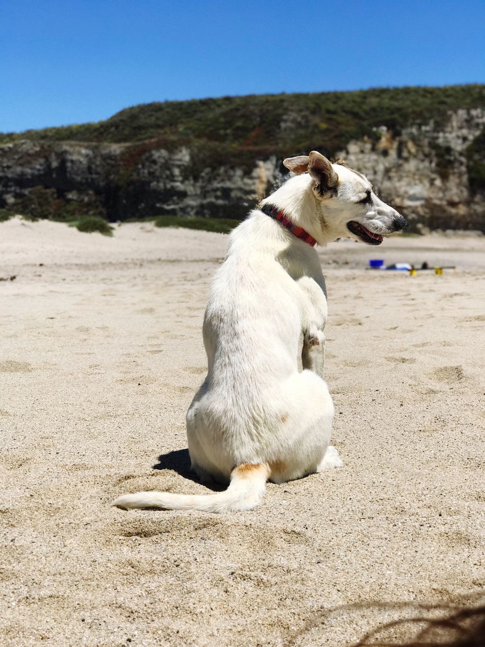 dog, pets, one animal, domestic animals, animal themes, mammal, day, outdoors, clear sky, sunny, sunlight, nature, no people, sky