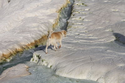 High angle view of dog in water