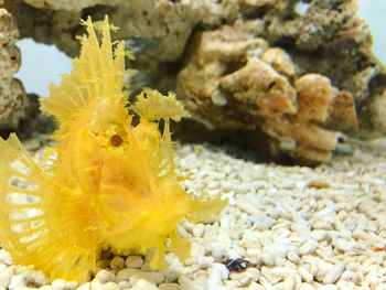 Close-up of yellow flower in sea