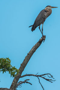 Low angle view of bird perching on tree against sky