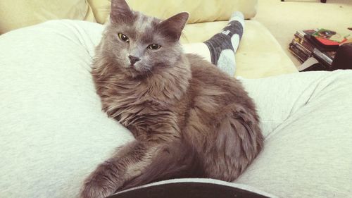 Portrait of cat sitting on sofa at home