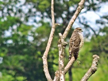 Bird perching on tree