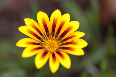 Close-up of yellow flower