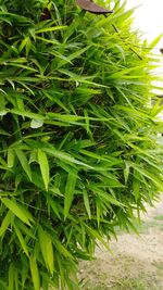 Close-up of fresh green plants on field