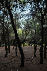 Trees on field in forest