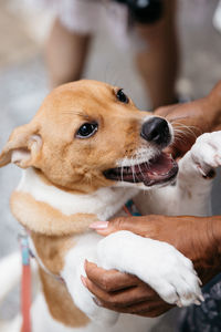 Cropped hands of person holding dog