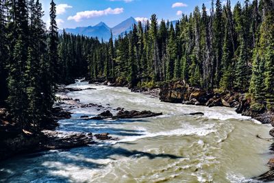 Scenic view of river amidst trees against sky