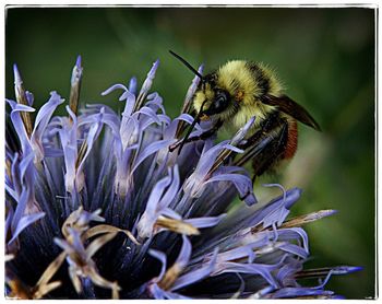 Close-up of honey bee on purple flower