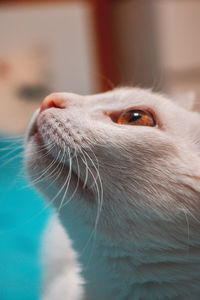 Close-up of dog looking away