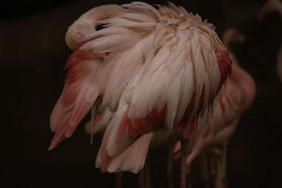 Close-up of flamingos