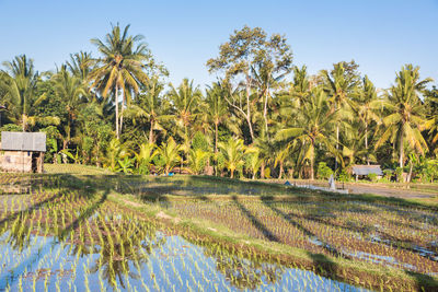 Scenic view of palm trees on field against sky