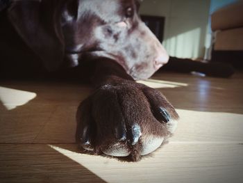 Close-up of dog