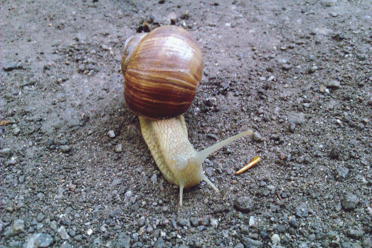 animal themes, animals in the wild, one animal, wildlife, snail, animal shell, insect, animal antenna, shell, close-up, mollusk, nature, high angle view, ground, full length, slow, zoology, day, outdoors, mollusc