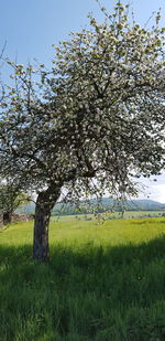 Cherry blossom tree in field