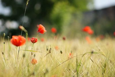 Close-up of red poppy flower