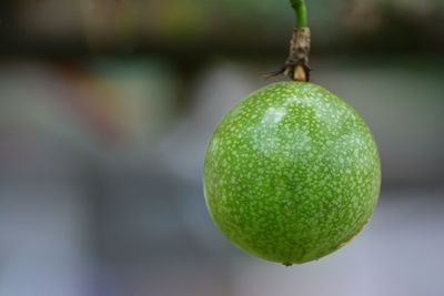 Close-up of fruits hanging on plant