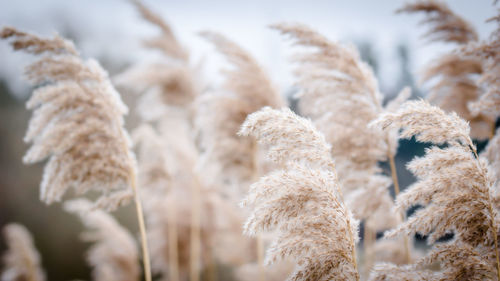 Close-up of dry plants during winter