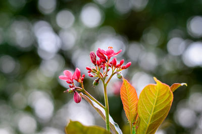 Close-up of red flowering plant