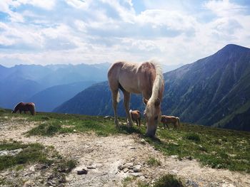 Horses grazing on field against mountains