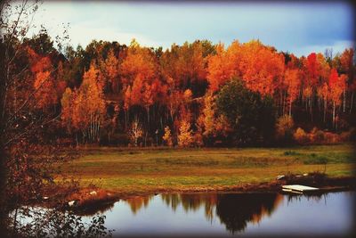 Reflection of trees in water