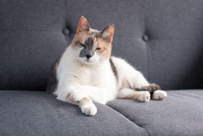 Portrait of cat resting on sofa