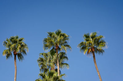 Low angle view of palm trees against clear blue sky