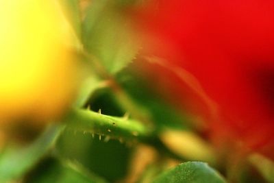 Close-up of grasshopper on flower