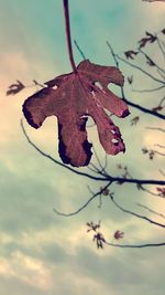 Close-up of wilted plant against sky