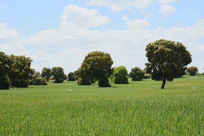 Trees on grassy field against blue sky