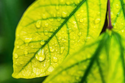 Close-up of raindrops on leaves