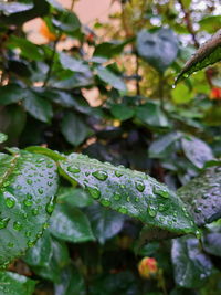 Close-up of raindrops on leaves