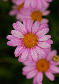 Close-up of pink flower blooming outdoors