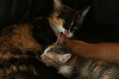 Close-up of cat sleeping