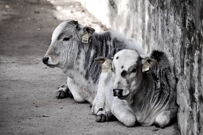 Close-up of sheep